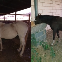 Los dos caballos encontrados por la Policía Local buscan adopción