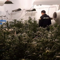 Intervenidas 293 plantas de marihuana y 47 gramos de heroína en Badajoz