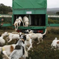 Ecologistas muestran su preocupación por la suelta de perros de rehalas en Espacios Protegidos