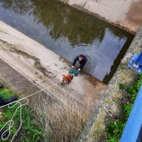 Imágenes del rescate a dos perros en un canal de Mérida