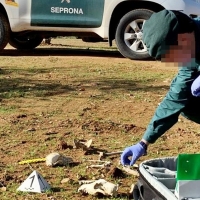 Doce personas han sido investigadas por un delito de maltrato animal en Tierra de Barros