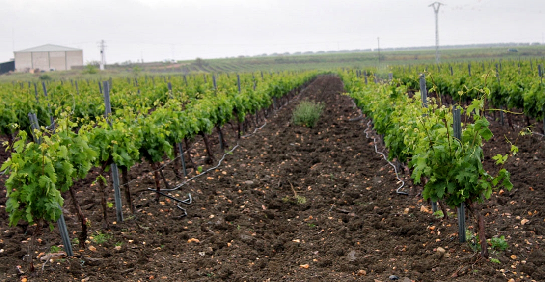 Lunes negro por las limitaciones al cava extremeño