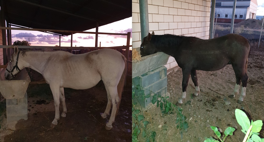 Los dos caballos encontrados por la Policía Local buscan adopción