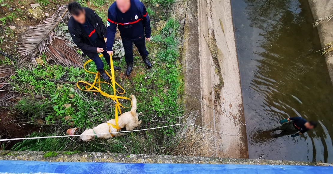 Imágenes del rescate a dos perros en un canal de Mérida