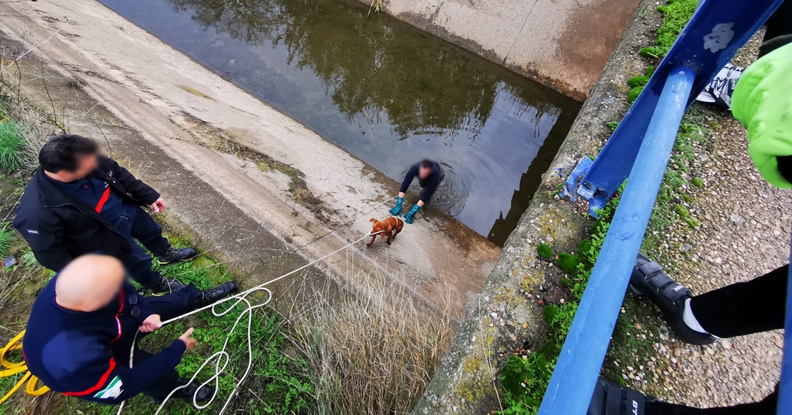 Imágenes del rescate a dos perros en un canal de Mérida