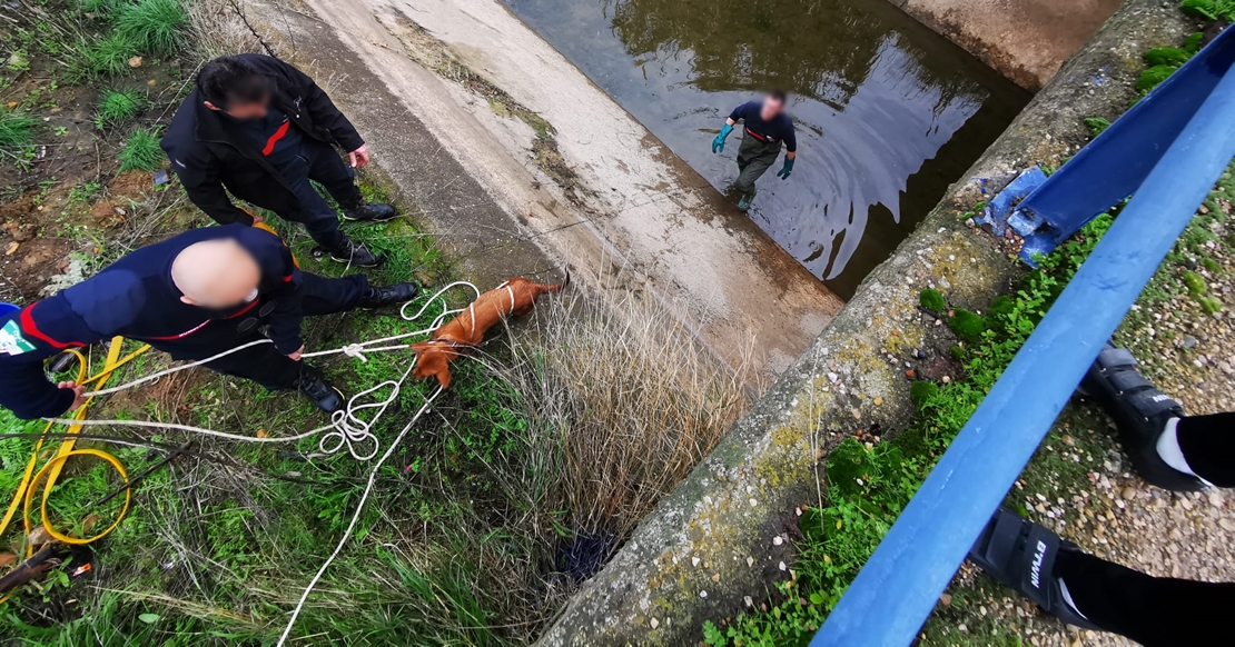 Imágenes del rescate a dos perros en un canal de Mérida