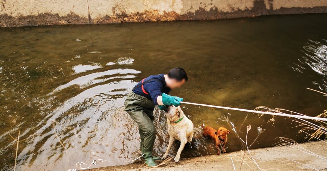 Imágenes del rescate a dos perros en un canal de Mérida