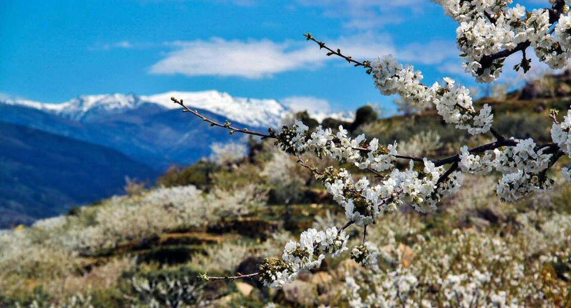 El Valle del Jerte aspira a convertirse en destino gastronómico de calidad