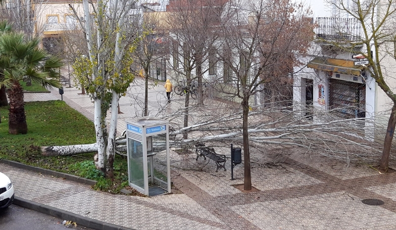 El temporal provoca destrozos en árboles y muros de Badajoz