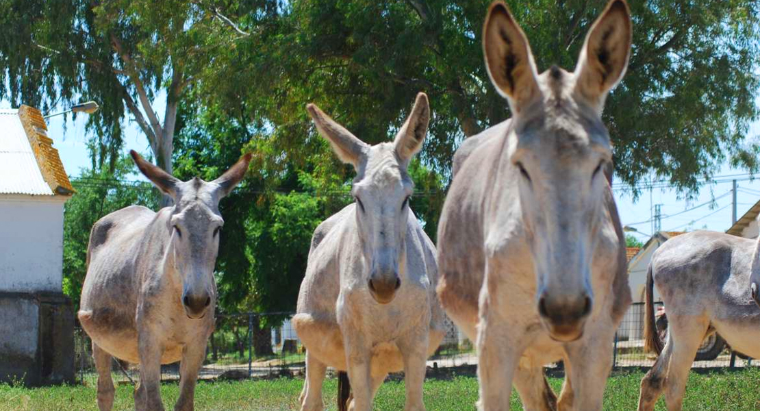 El CENSYRA adjudica en subasta ocho burros de raza andaluza