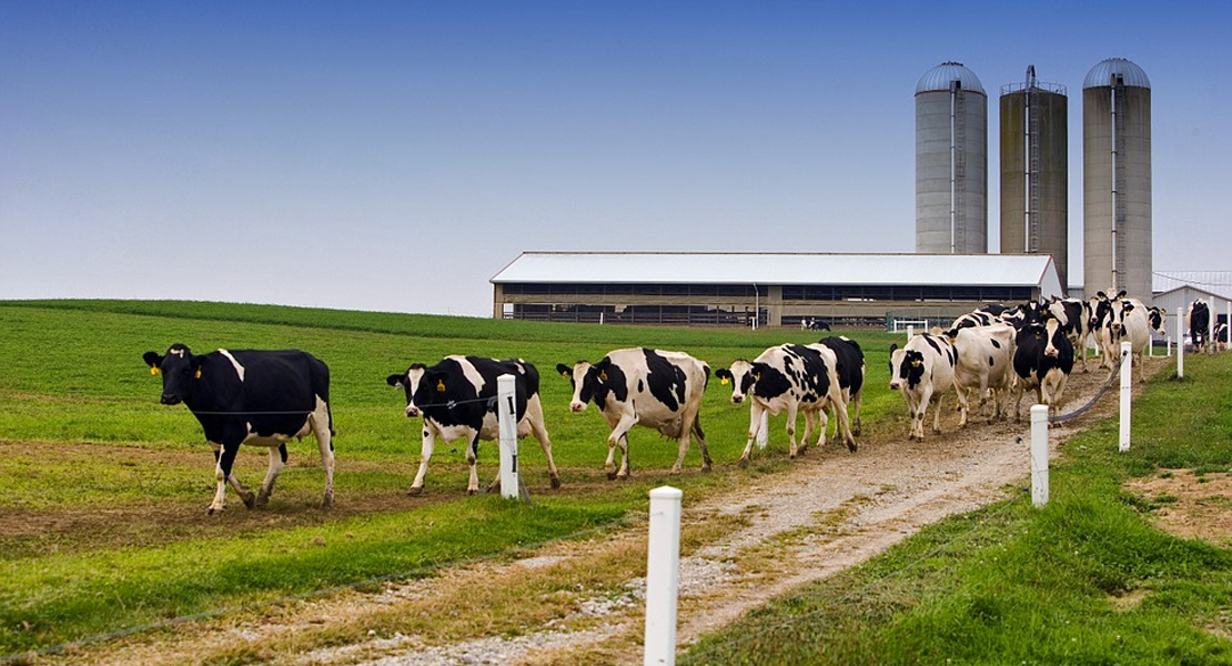 Más de 700 granjas lácteas echaron el cierre en España en 2019