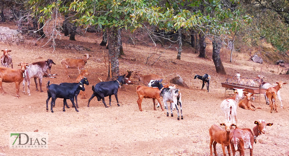 APAG Asaja muestra &quot;preocupación máxima&quot; por los intereses agroganaderos