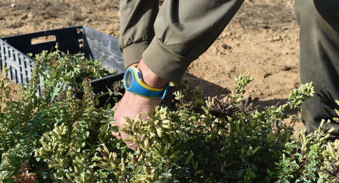 ¿Cultivar orégano? Echa un vistazo a este manual