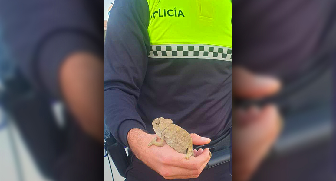 Una mujer encuentra un camaleón en mitad de un depósito de Badajoz