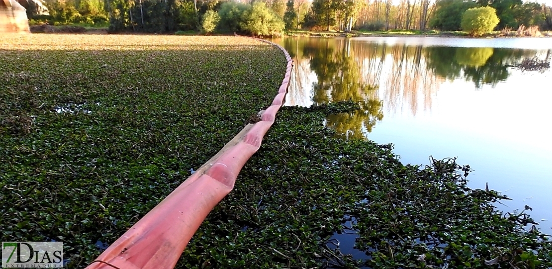 Vélez se compromete a limpiar “la selva amazónica” existente entre el Puente Real y el Azud