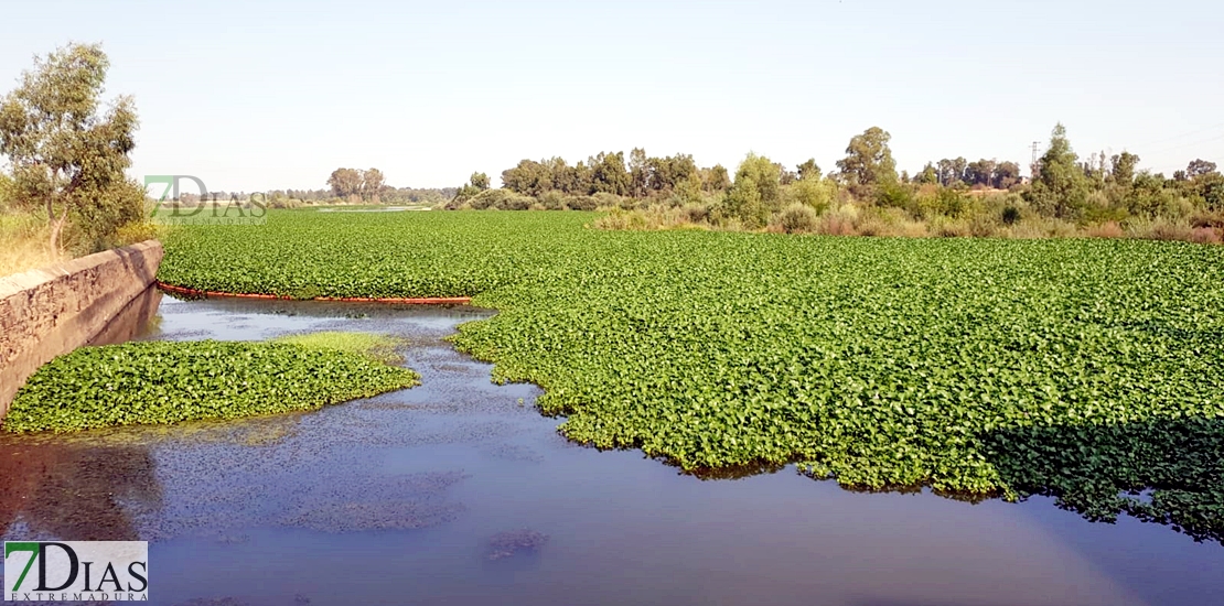 El dragado parcial del río Guadiana a su paso por Badajoz, la opción más viable contra el nenúfar