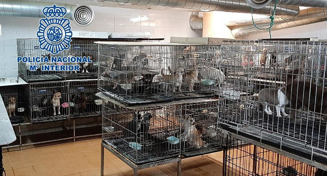 Rescatan a 270 chihuahuas mutilados en dos criaderos ilegales de Madrid