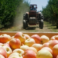 ASAJA exige medidas de urgencias ante la crisis de precios en el sector de la fruta