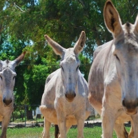 El CENSYRA adjudica en subasta ocho burros de raza andaluza