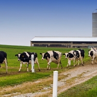Más de 700 granjas lácteas echaron el cierre en España en 2019