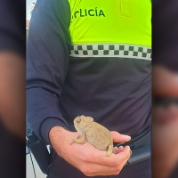 Una mujer encuentra un camaleón en mitad de un depósito de Badajoz