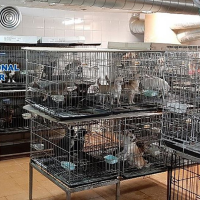 Rescatan a 270 chihuahuas mutilados en dos criaderos ilegales de Madrid