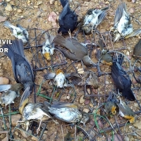 La Guardia Civil investiga a un vecino de Hernán Cortés por prácticas de caza ilegales