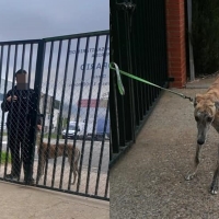 MÉRIDA: Abandona a su perro y exige a Batallón Perruno que lo recoja