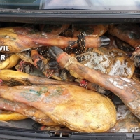 Huyen de la Guardia Civil con 31 paletas ibéricas no aptas para el consumo
