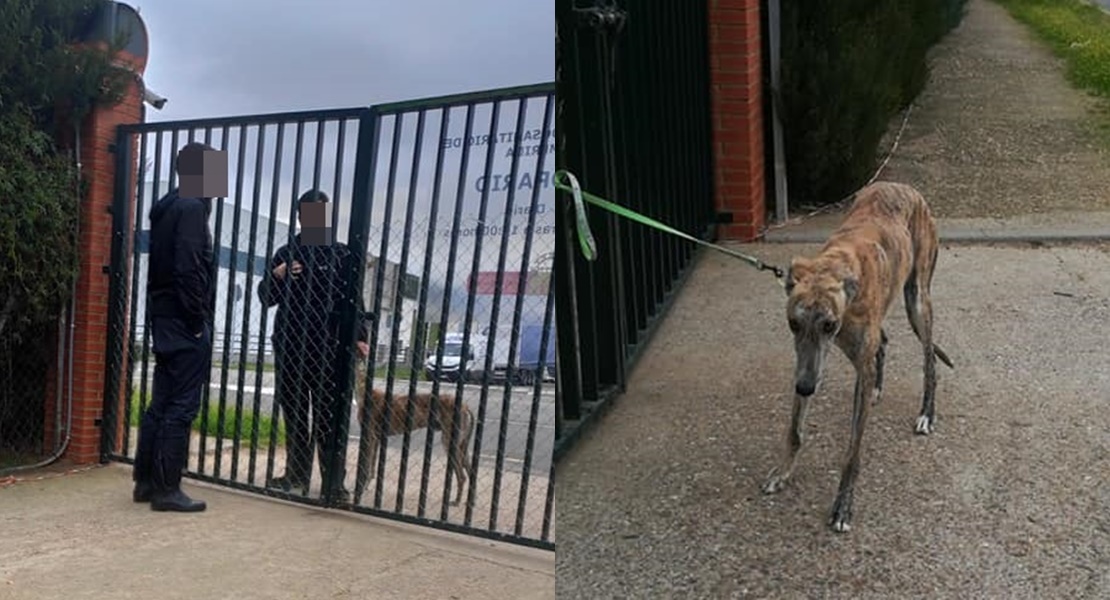 MÉRIDA: Abandona a su perro y exige a Batallón Perruno que lo recojan