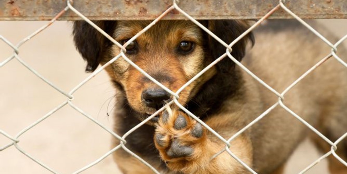 Denuncian el envenenamiento de animales en un pueblo extremeño