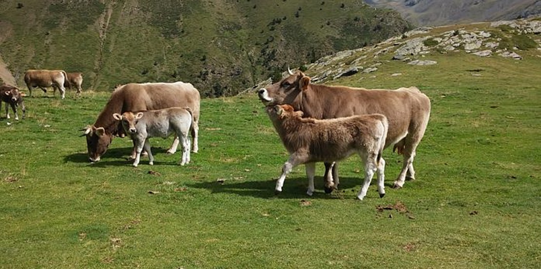 Agricultura abona 37,5 millones de euros del pago de ayuda a la vaca nodriza