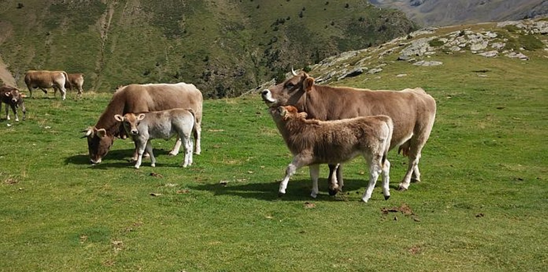 Agricultura abona 37,5 millones de euros del pago de ayuda a la vaca nodriza
