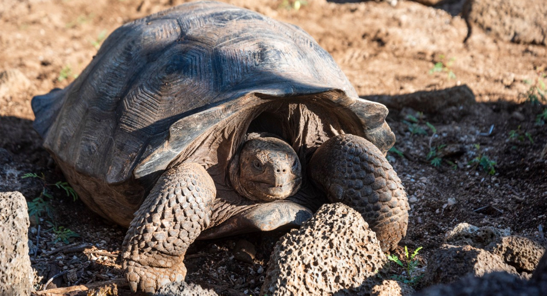 Hallan tortugas híbridas de dos especies consideradas extintas