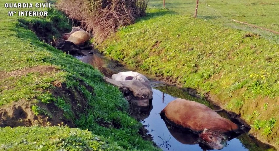 Tres ganaderos de San Vicente podrían ir a la cárcel por maltrato animal