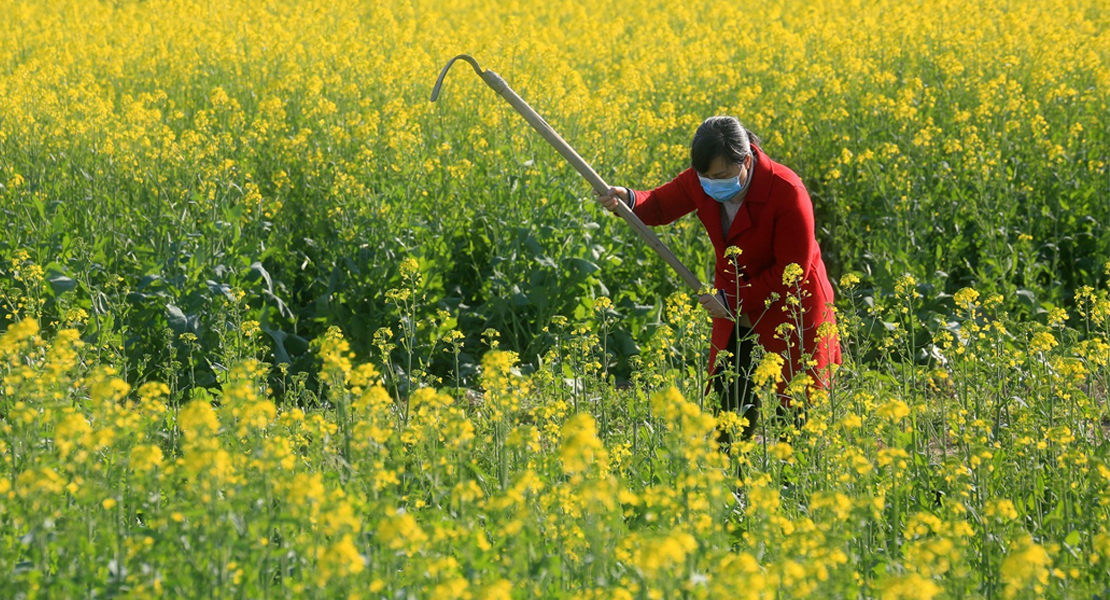 OPINIÓN: ¿Calmará la primavera la fiebre del coronavirus?