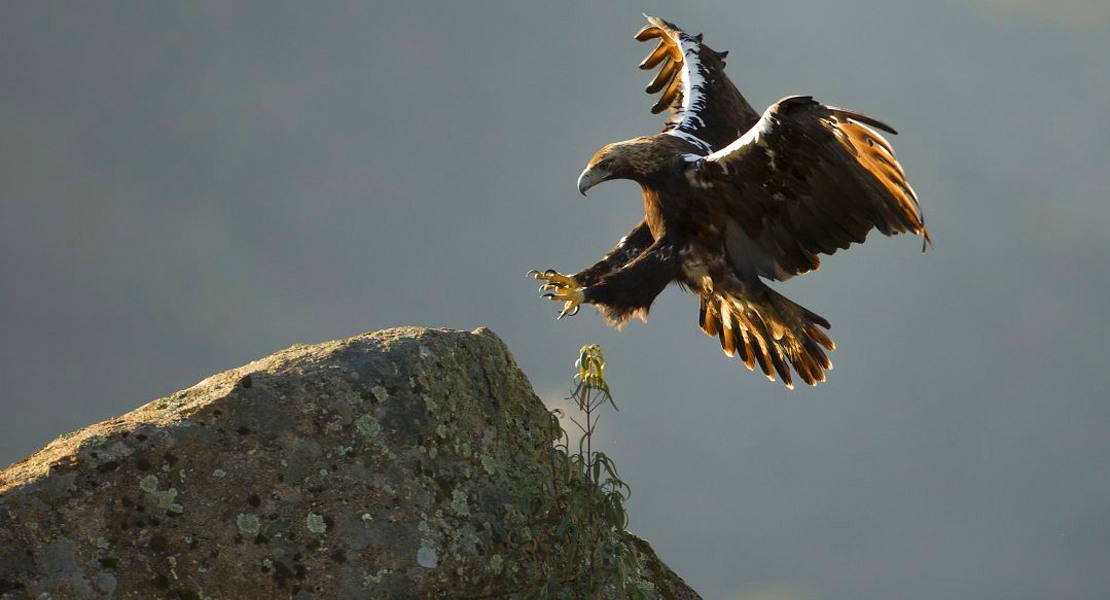 El concurso fotográfico de FIO anuncia los ganadores de una edición de récords