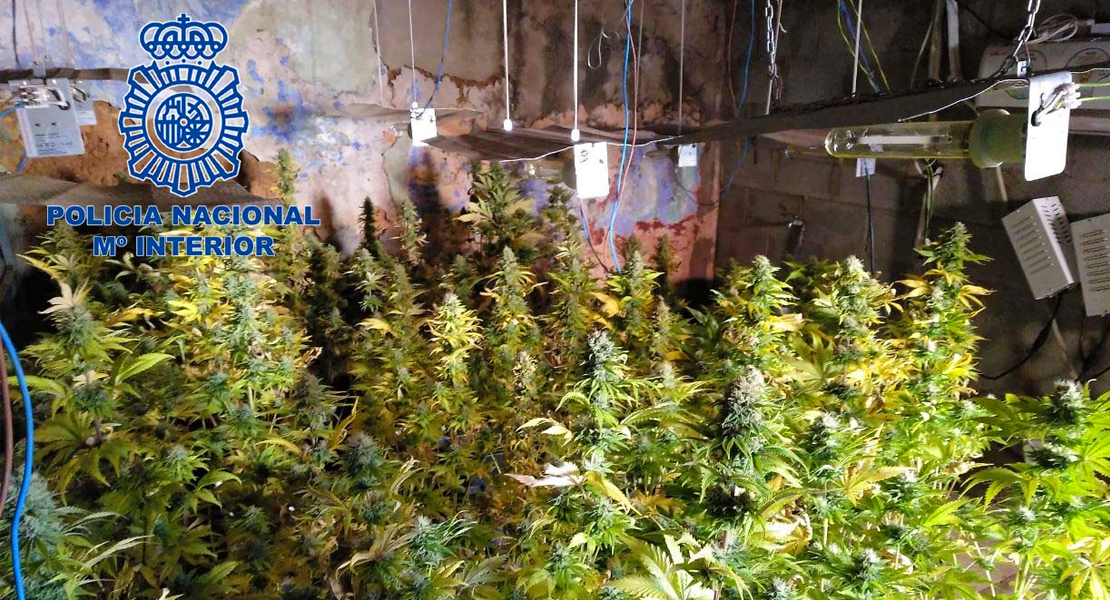 Desmantelan dos plantaciones de marihuana “indoor” en Badajoz