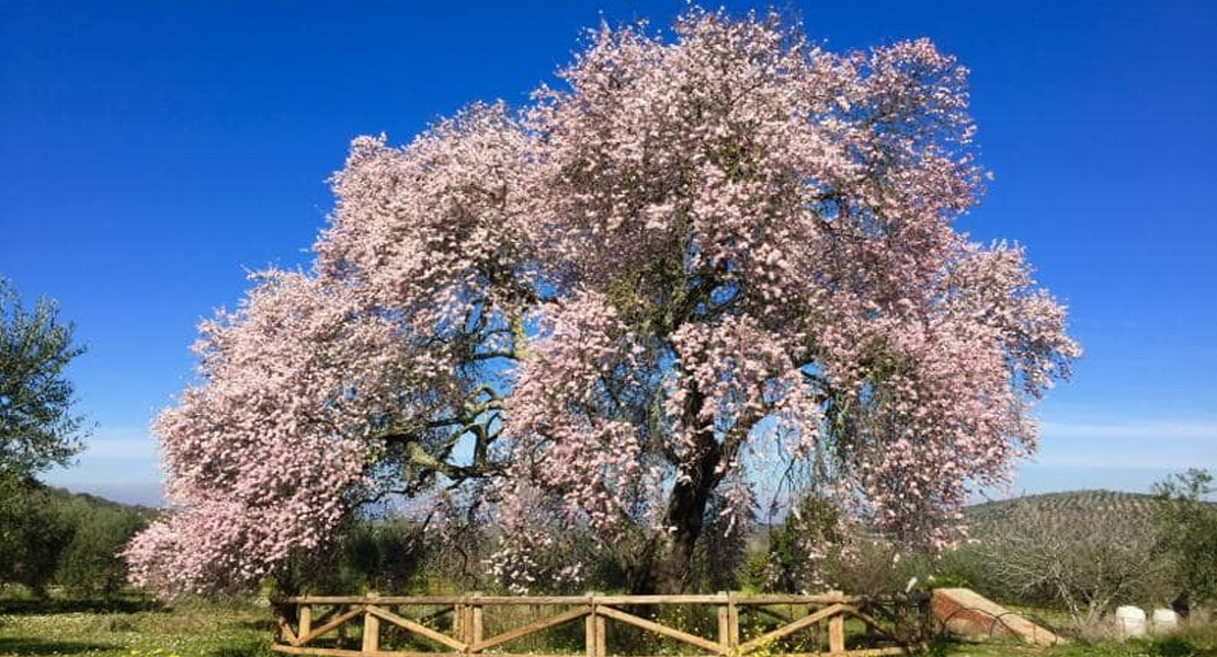 El ‘Almendro Real’, árbol singular de Extremadura