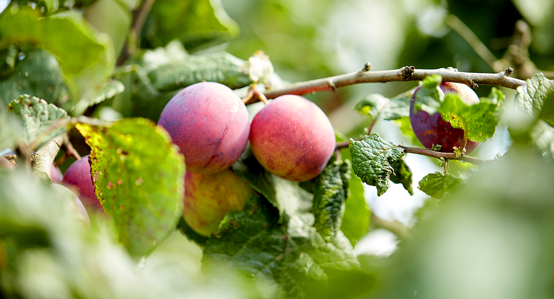 VOX traerá a la comisión de agricultura del Parlamento Europeo a Extremadura