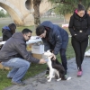 Imágenes de la II Canicross Ciudad de Badajoz I