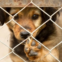 Denuncian el envenenamiento de animales en un pueblo extremeño