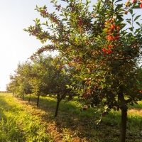 Extremadura certifica 61.000 Tn de productos agroalimentarios para exportaciones fuera de la UE