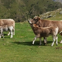 Abonado el pago de ayuda a la vaca nodriza en Extremadura