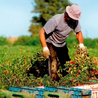 Los agricultores convocan una nueva manifestación, esta vez en Mérida