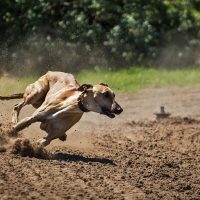 Manifestaciones por todo el país contra la utilización de galgos en la caza