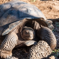 Hallan tortugas híbridas de dos especies consideradas extintas