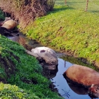 Tres ganaderos de San Vicente podrían ir a la cárcel por maltrato animal