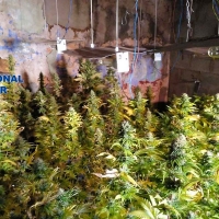 Desmantelan dos plantaciones de marihuana “indoor” en Badajoz