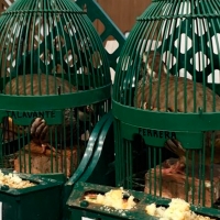 José Manuel Sanz y ‘Caprichoso’, campeones de Extremadura de Perdiz con Reclamo 2020